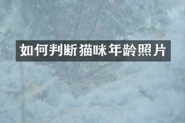 如何判断猫咪年龄照片