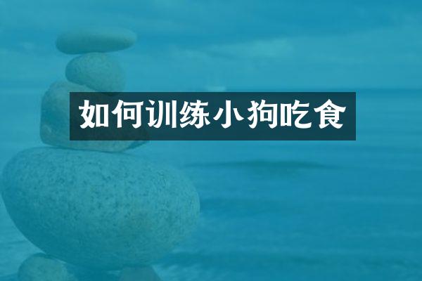 如何训练小狗吃食
