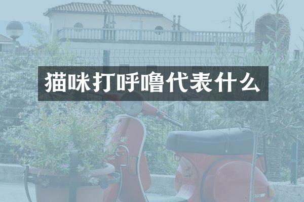 猫咪打呼噜代表什么