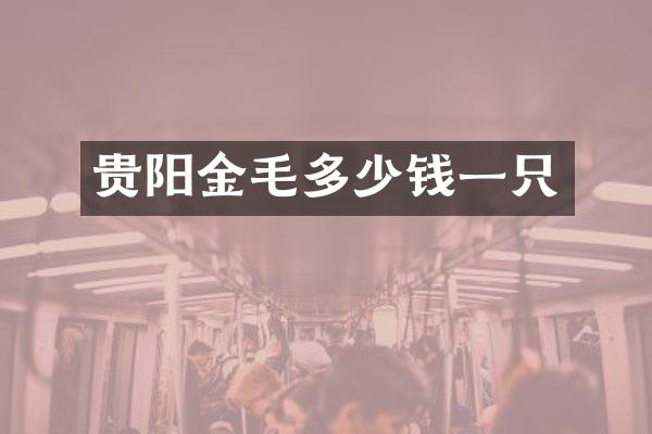 贵阳金毛多少钱一只