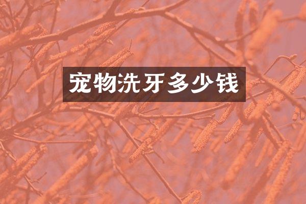 宠物洗牙多少钱