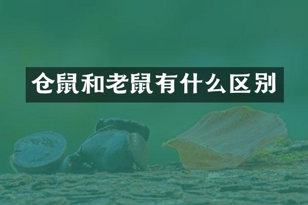 仓鼠和老鼠有什么区别