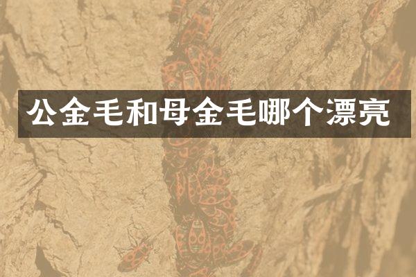 公金毛和母金毛哪个漂亮