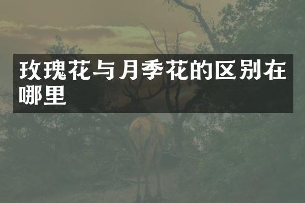 玫瑰花与月季花的区别在哪里