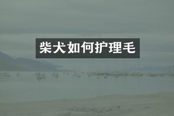 柴犬如何护理毛