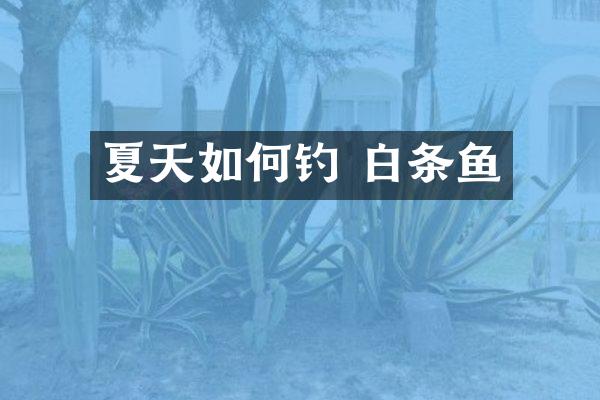 夏天如何钓 白条鱼