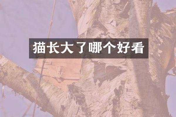 猫长大了哪个好看