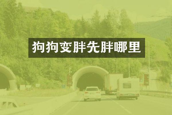 狗狗变胖先胖哪里
