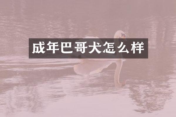 成年巴哥犬怎么样