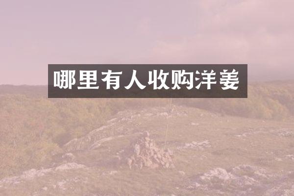 哪里有人收购洋姜