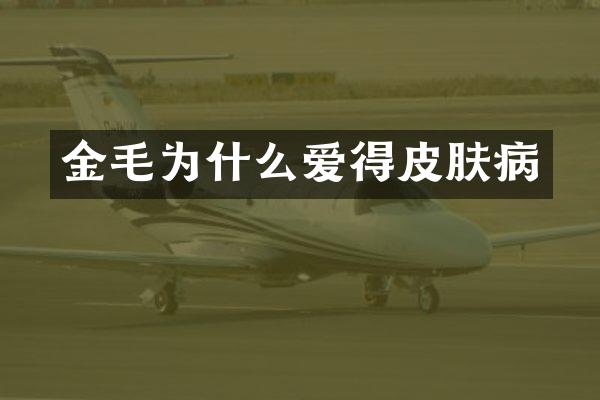 金毛为什么爱得皮肤病