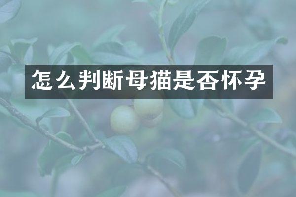 怎么判断母猫是否怀孕