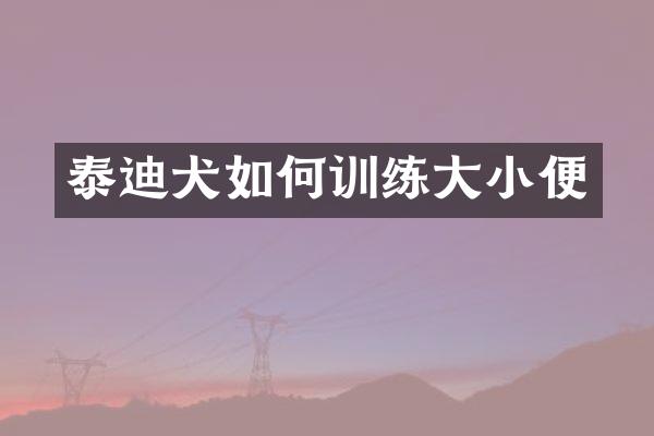 泰迪犬如何训练大小便