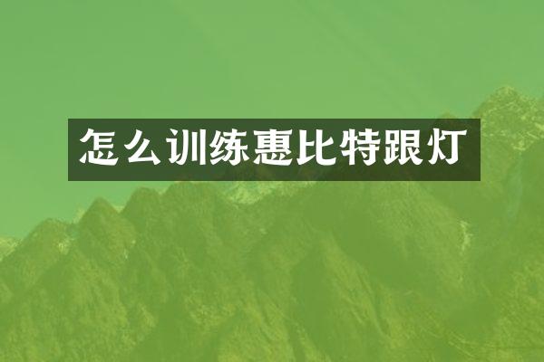 怎么训练惠比特跟灯