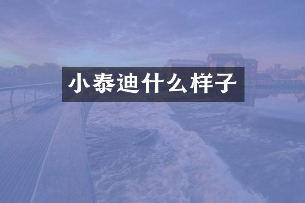 小泰迪什么样子