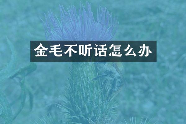 金毛不听话怎么办
