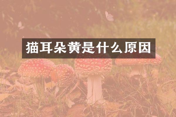 猫耳朵黄是什么原因