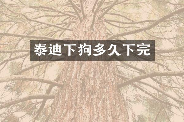 泰迪下狗多久下完
