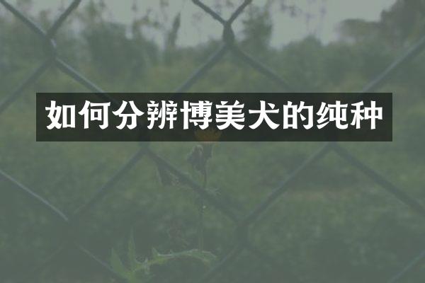 如何分辨博美犬的纯种