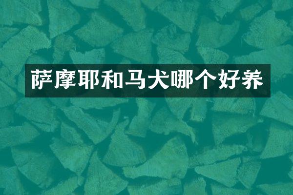 萨摩耶和马犬哪个好养