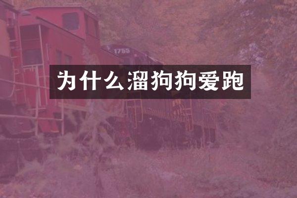 为什么溜狗狗爱跑