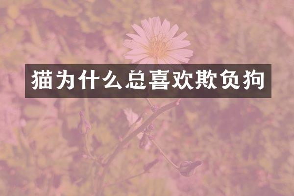 猫为什么总喜欢欺负狗