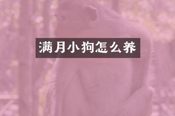 满月小狗怎么养