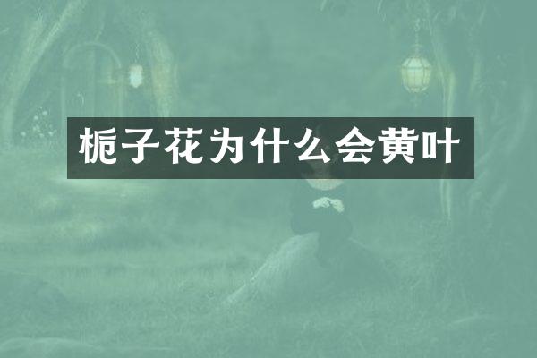 栀子花为什么会黄叶