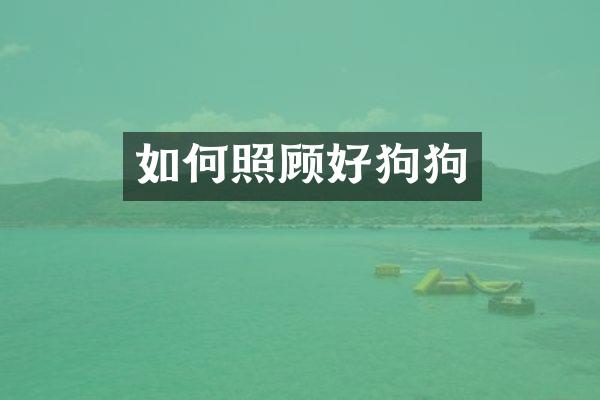 如何照顾好狗狗