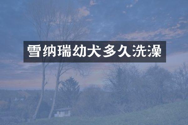 雪纳瑞幼犬多久洗澡