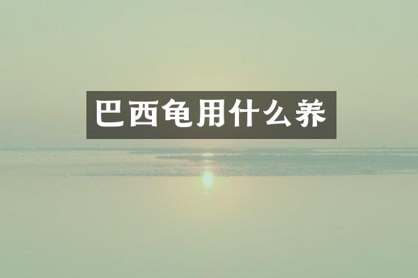 巴西龟用什么养