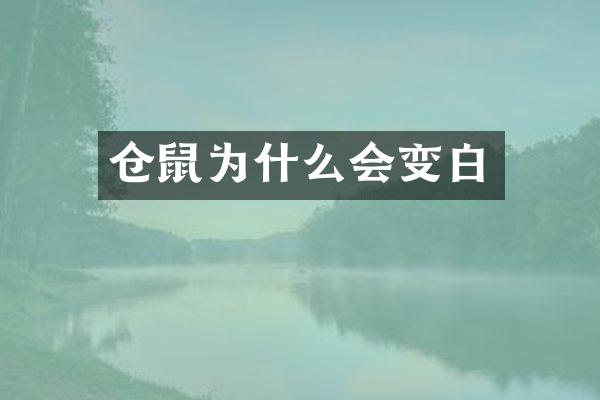 仓鼠为什么会变白