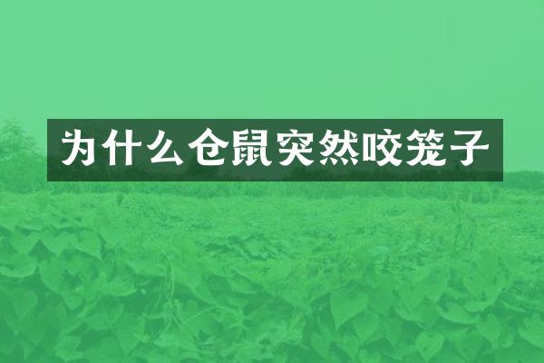 为什么仓鼠突然咬笼子