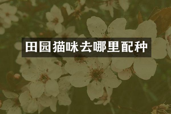 田园猫咪去哪里配种