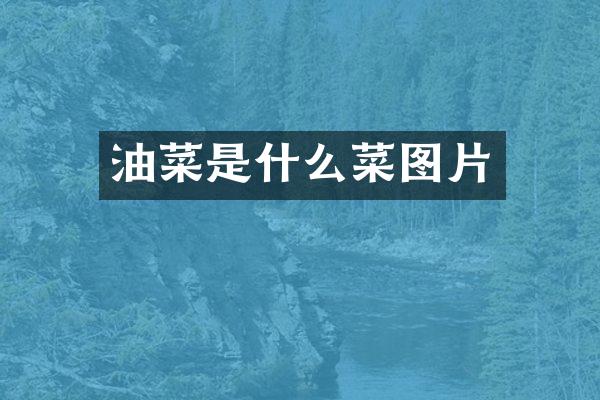油菜是什么菜图片