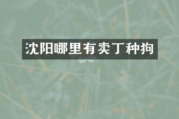 沈阳哪里有卖丁种狗
