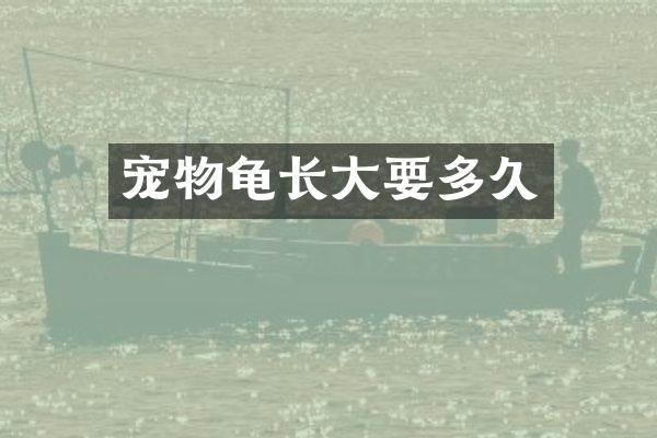 宠物龟长大要多久