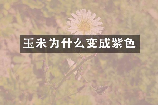 玉米为什么变成紫色