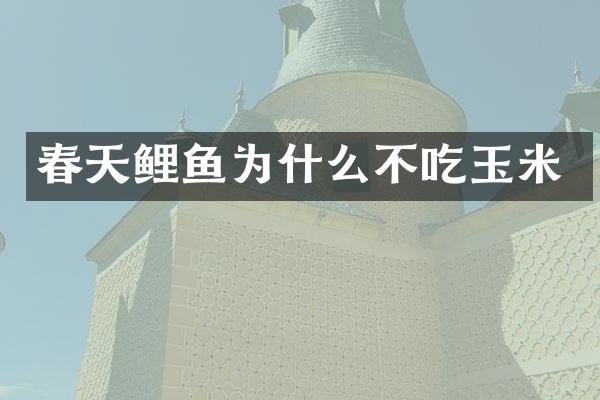 春天鲤鱼为什么不吃玉米