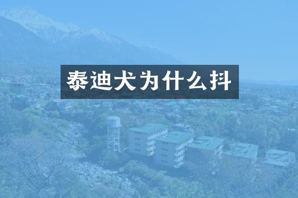 泰迪犬为什么抖