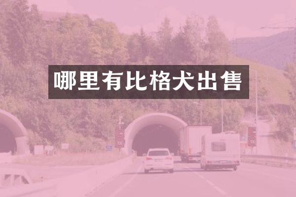 哪里有比格犬出售