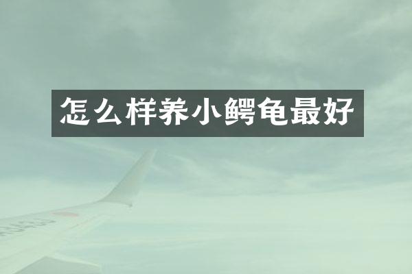 怎么样养小鳄龟最好