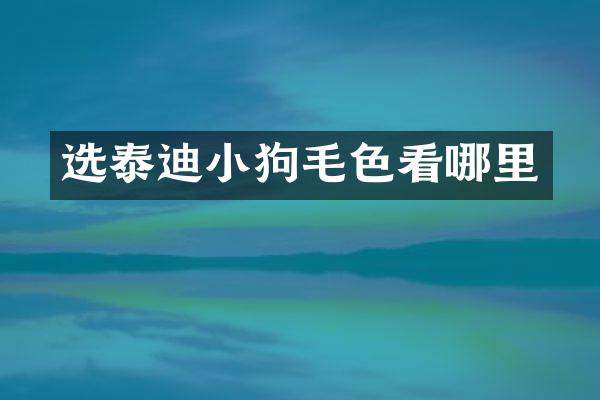选泰迪小狗毛色看哪里