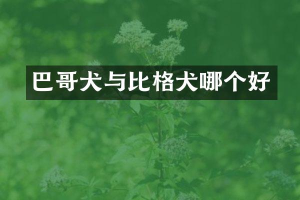 巴哥犬与比格犬哪个好