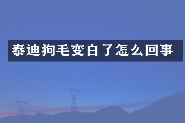 泰迪狗毛变白了怎么回事