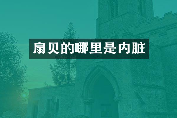 扇贝的哪里是内脏