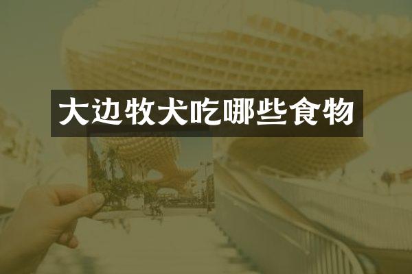 大边牧犬吃哪些食物