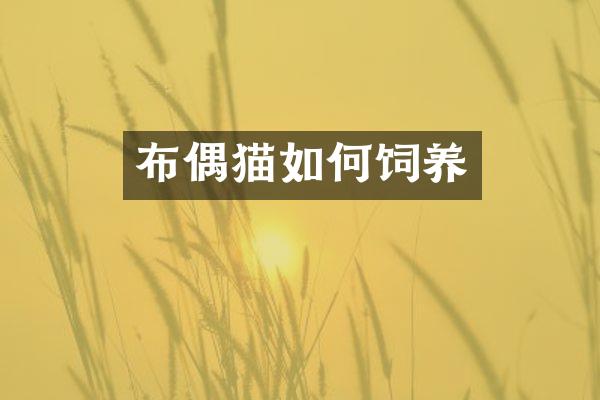 布偶猫如何饲养