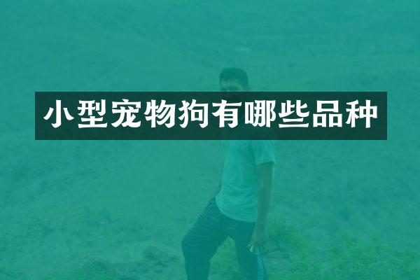 小型宠物狗有哪些品种