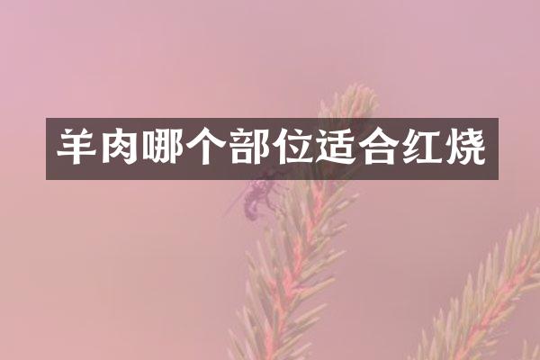 羊肉哪个部位适合红烧